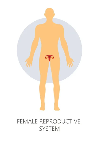 Weibliches Fortpflanzungssystem isoliert menschliche Anatomie Uterus — Stockvektor