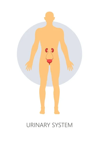 Sistema urinario aislado hombre anatomía riñón y vejiga — Vector de stock
