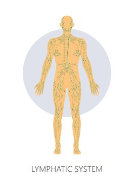 Lymphatic system isolated anatomical structure medicine and healthcare clipart