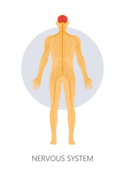 Nervous system brain and nerve endings isolated anatomy — Stock Illustration Nervous system brain and nerve endings isolated anatomy Royalty Free Stock Vectors
