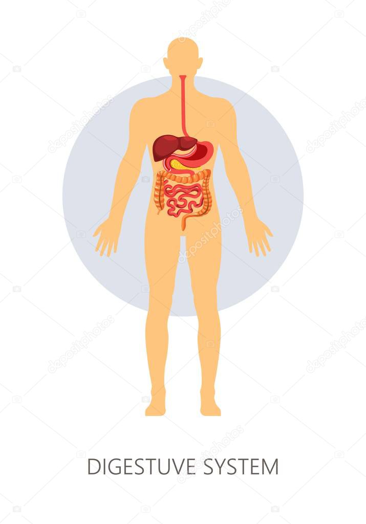 Digestive system isolated anatomy intestines stomach and liver