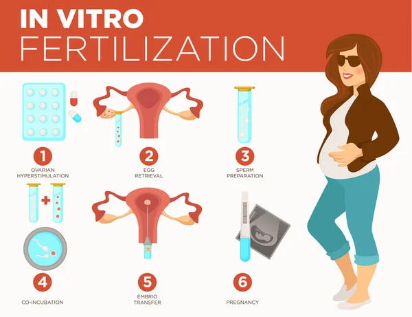Gravidez e medicina estágios de fertilização in vitro mulher grávida vetor — Vetor de Stock