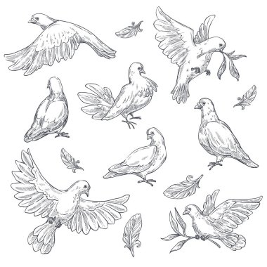 Güvercin veya güvercin kroki kuş barış sembolü vektör kroki hayvan izole ve zeytin dalı tüy uçan uçuş tüyleri bitki dal saflık sembolik yaratık Gaga kanat ve düğün ritüel öğe pençeleri.