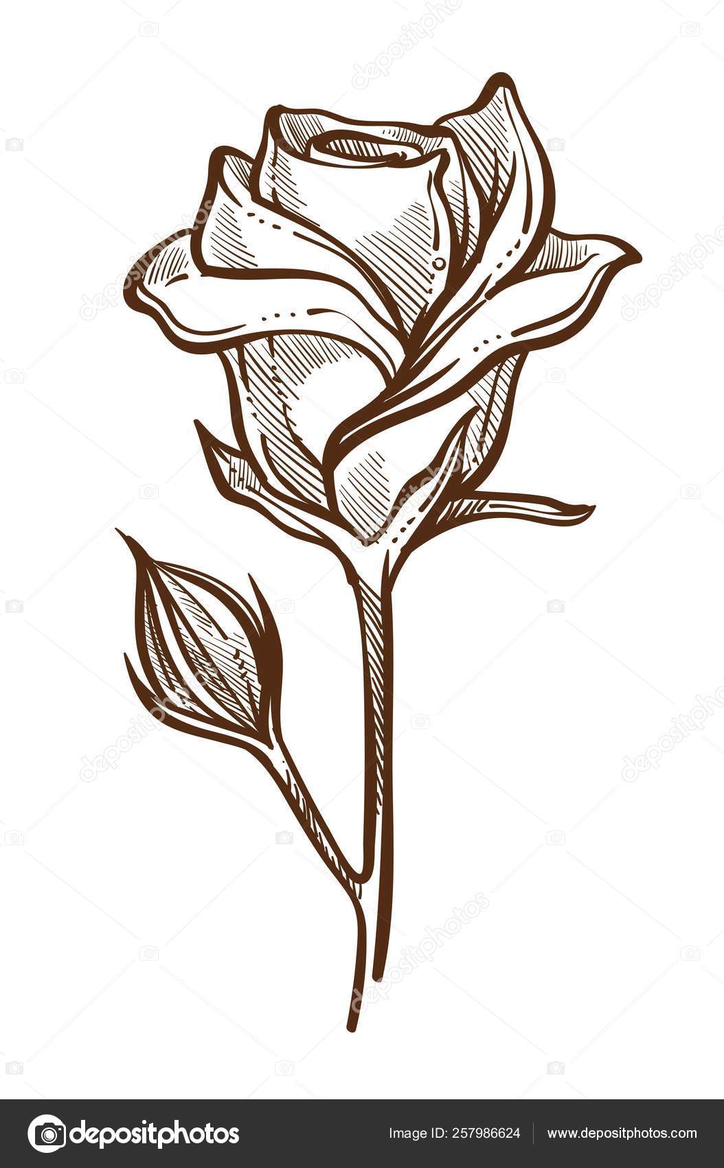 Closed Rose Sketch Rose Plant Open Closed Buds Stem