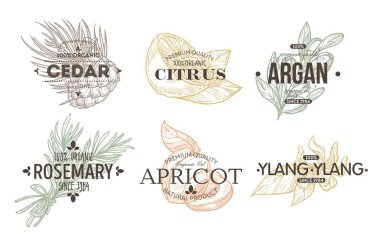 Bitki ve gıda otlar baharat ve meyve izole simgesi ile harf vektör sedir ve narenciye argan ve biberiye kayısı ve ylang ylang limon ve fındık siluet amblemi veya logo pişirme maddeleri.