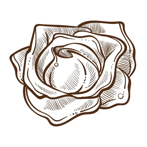 Bouton Fleur Rose Avec Des Pétales Avec Des Gouttes Eau — Image vectorielle