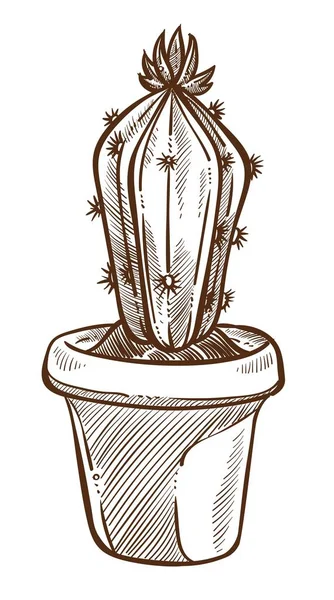 Hus Plante Kaktus Skitse Indendørs Blomst Med Pigge Eller Torne – Stock-vektor