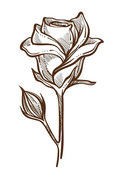 Растение Розы Открытые Закрытые Почки Стебле Изолированный Набросок Векторной Ботаники — стоковый вектор