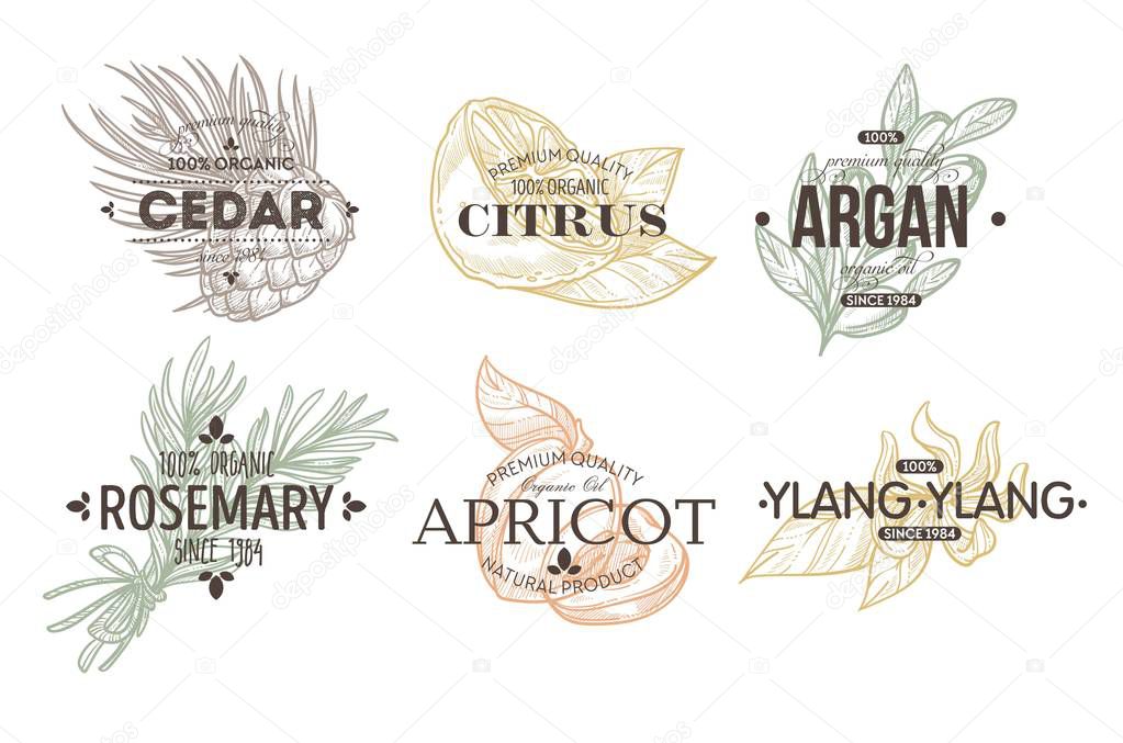 Plant and food herbs spices and fruit isolated icon with lettering vector cedar and citrus argan and rosemary apricot and ylang ylang lemon and nut silhouette emblem or logo cooking ingredients.