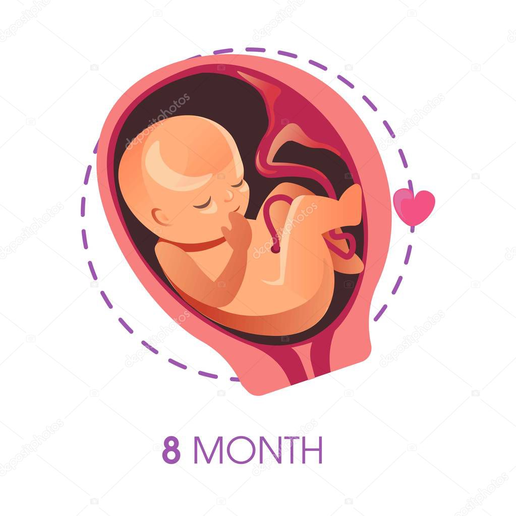 Pregnancy stage 9 month embryo in uterus with umbilical cord vector unborn baby growth fetus development human being evolution motherhood trimester medicine and health calendar female reproduction.