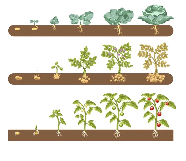 番茄卷心菜和马铃薯植物的生长和栽培阶段 — 图库矢量图片