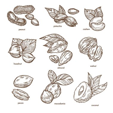 Fındık izole skeçler sağlıklı gıda ve organik beslenme