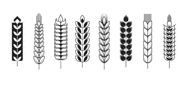 Spikelets or spikes wheat and barley rye and millet isolated plants