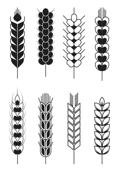 Spikelets wheat and rye barley and millet cereal isolated objects