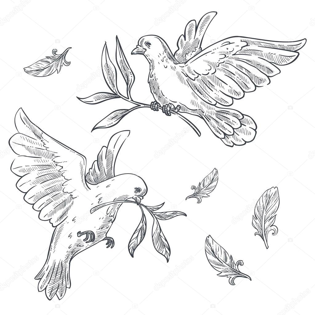 Doves or pigeons with olive branch or twig in beak isolated sketches