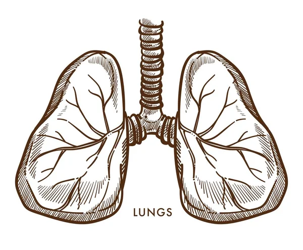 Рисунок внутреннего органа дыхательной системы легких — стоковый вектор