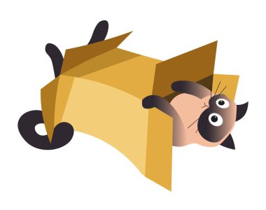 Pet veya evcil hayvan Siyam kedi kutusu ile oynarken