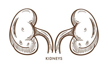 Anatomi böbrekler iç organlar çifti izole kroki