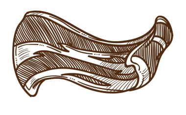 Pastırma dilim et gıda izole kroki İngilizce kahvaltı madde