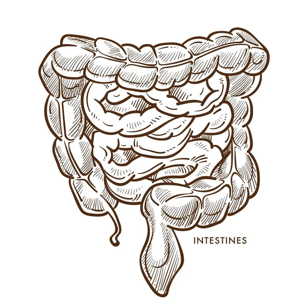 Кишечник пищеварительной системы изолированный эскиз внутренних органов — стоковый вектор