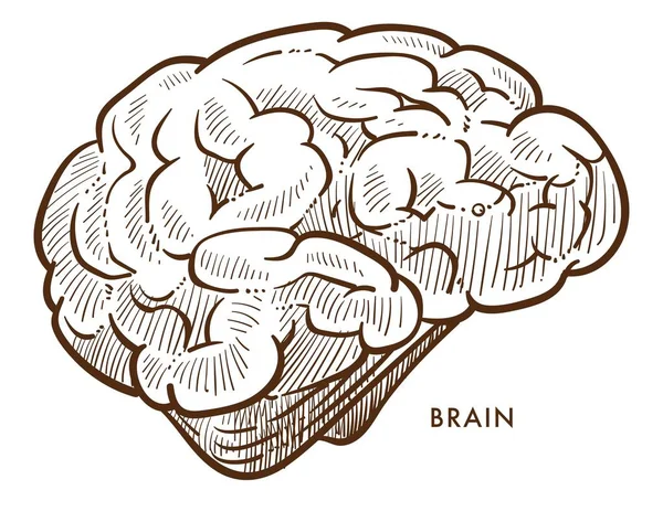 Cérebro órgão cerebral interno isolado esboço sistema nervoso —  Vetores de Stock