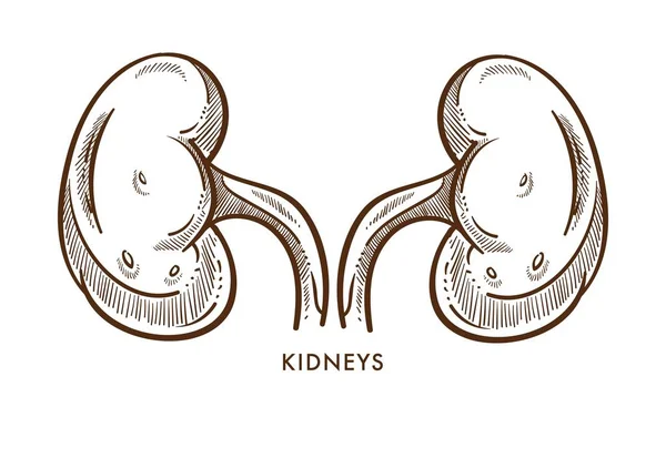 Anatomi böbrekler iç organlar çifti izole kroki