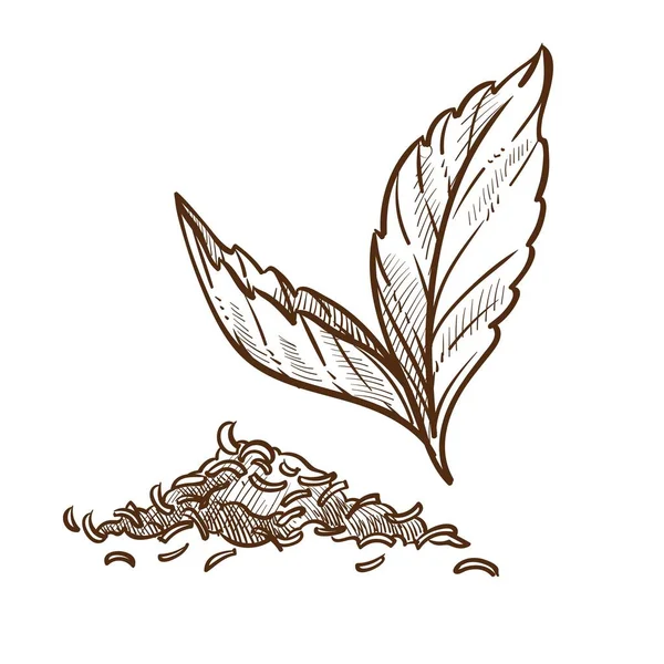 Teepflanze trockene und frische Blätter isolierte Skizze — Stockvektor