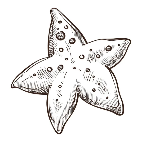 Animal sous-marin, croquis isolé d'étoiles de mer, symbole marin — Image vectorielle
