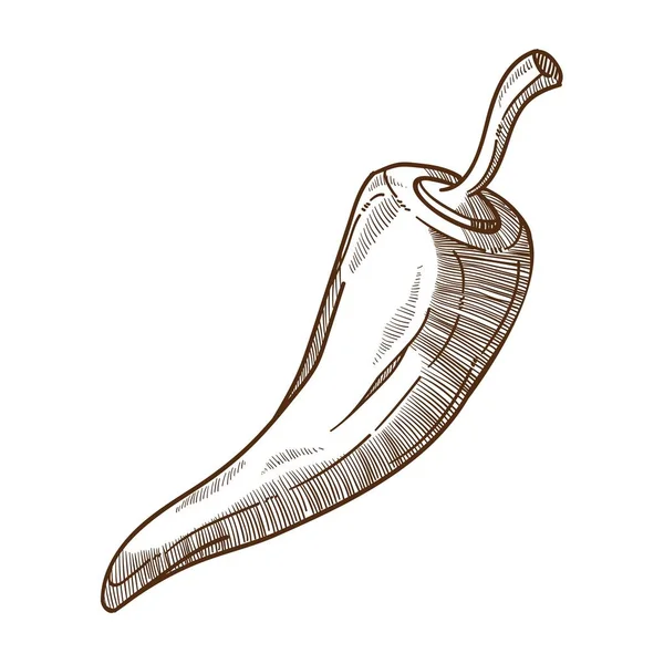 Biber, baharat veya sebze izole kroki, pişirme maddesi