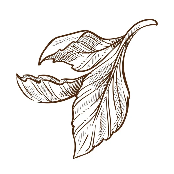 茶树叶子孤立的草图，绿色或黑色排序 — 图库矢量图片