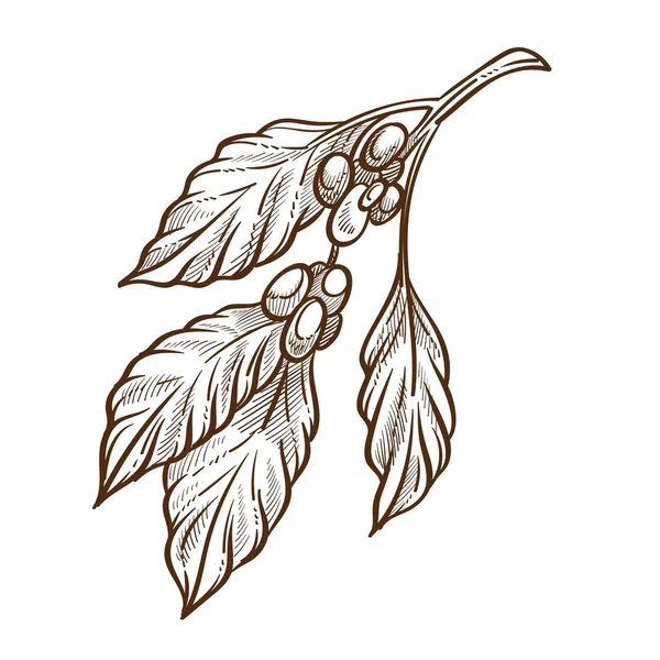 Ziarna lub nasiona, ziarna kawy i liście wyizolowany szkic — Wektor stockowy