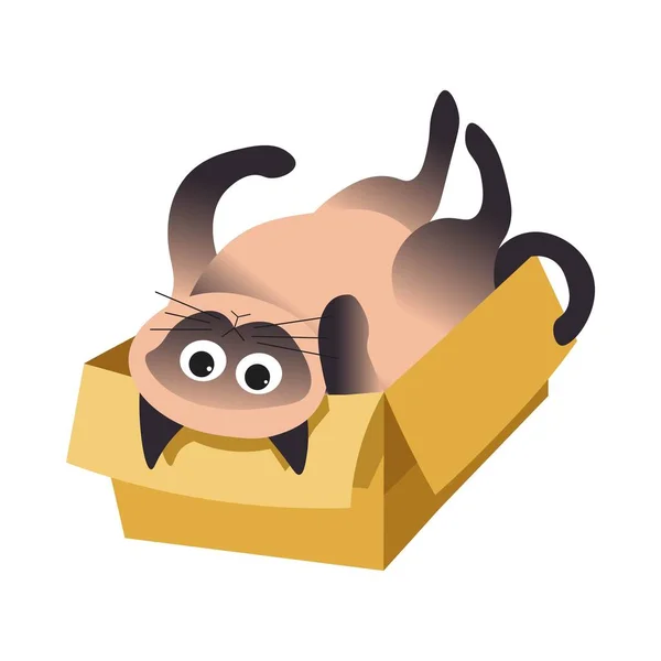 Macska feküdt dobozon, Sziámi fajta, háziállatok vagy a kedvtelésből tartott állatok — Stock Vector