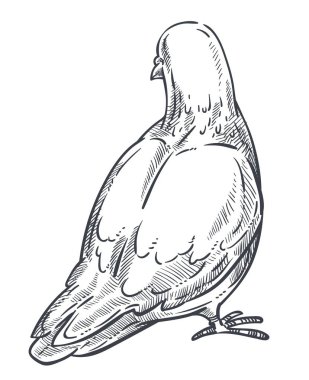 Güvercin veya güvercin geri, barış sembolü izole kroki hayvan vektörü. Kuş geriye doğru duruyor, tüyleri, gagası ve pençeleri ile saflık sembolik yaratık. Biyoloji türleri, fauna ve düğün töreni unsuru