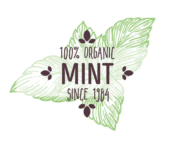 Organic Herb Market Mint Peppermint Isolated Icon Lettering Vector Fresh — Stock Vector