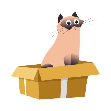 Kutudaki kedi, Siyam ırkı ve karton konteyner, evcil hayvan veya evcil hayvan