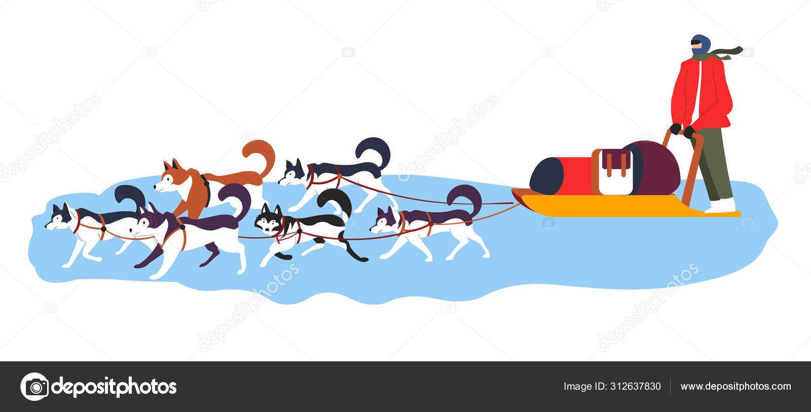 Sled dog team with huskies and driver in north Stock Vector Image by  ©Sonulkaster #312637830