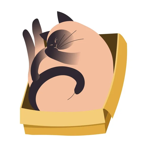 Roztomilá siamská kočka spící stočená do klubíčka v lepenkové krabici — Stockový vektor