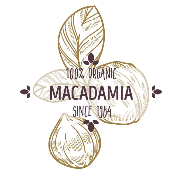 100% nuci de macadamia organice cojite și crăpate etichetă deschisă pentru toate designul ambalajelor alimentare naturale — Vector de stoc