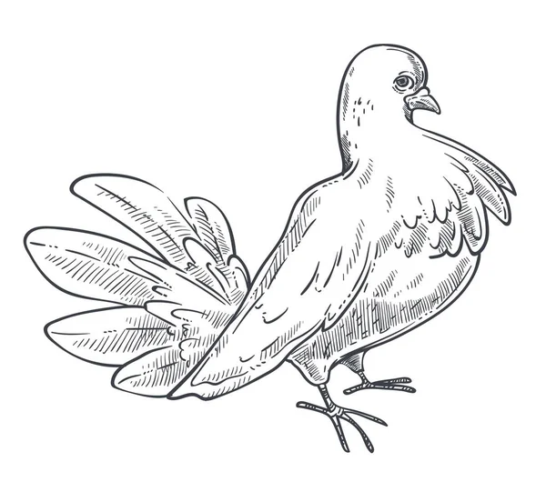 鳩や鳩の鳥の手のスケッチを描いた — ストックベクタ