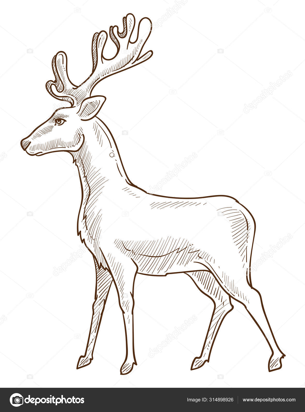 Reinsdyr-, hjorte-, hjorte- eller faunetegning stockvektor © Sonulkaster  #314898926, image size:1261x1700