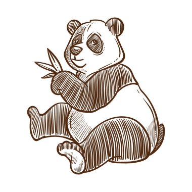 Bambu yapraklı panda yalıtılmış çizim, Çin hayvanı