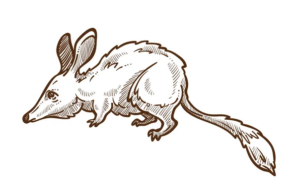 Australische muis, grote bilby geïsoleerde schets, bandicoot — Stockvector