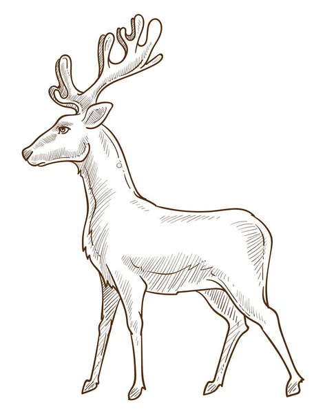 Dibujo aislado de reno o ciervo, ciervo o cervatillo — Archivo Imágenes Vectoriales