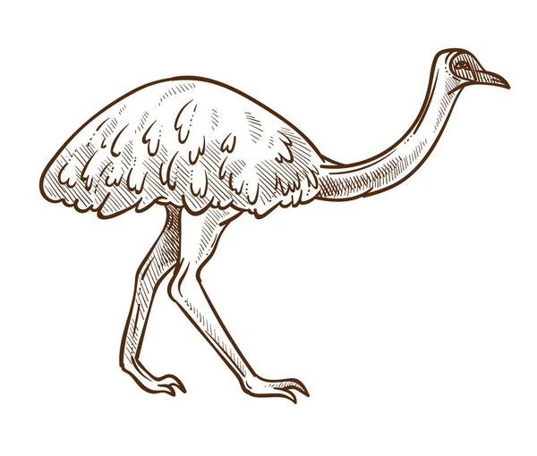 Emu στρουθοκαμήλου απομονωμένο σκίτσο, αυστραλιανό πουλί χωρίς πτήση — Διανυσματικό Αρχείο