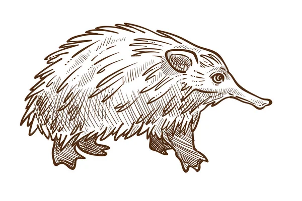 Spine anteater ή echidna απομονωμένο σκίτσο, αυστραλιανό ζώο — Διανυσματικό Αρχείο