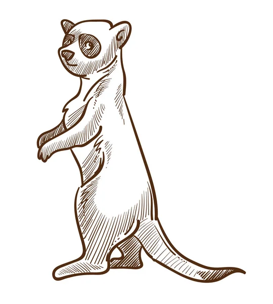 Boceto aislado de suricate o suricate africano, animal del desierto — Vector de stock