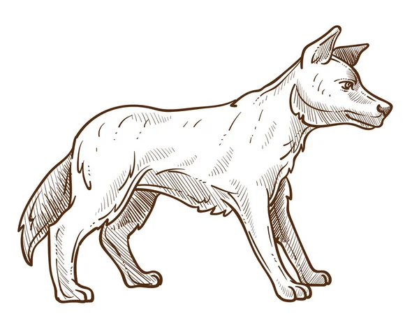 Chien sauvage, croquis isolé de race dingo, animal australien — Image vectorielle