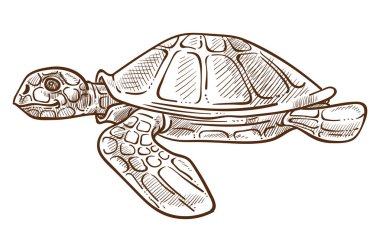 Kaplumbağa ya da kaplumbağa, kabuklu su altı hayvanı.