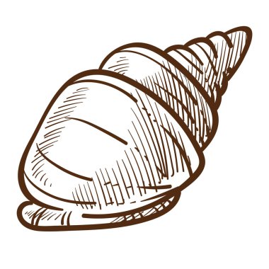 Deniz kabuğu ya da kabuklu deniz kabuğu, sarmal kabuklu deniz tarağı, deniz tarağı.