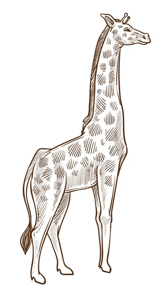 African animal, giraffe isolated sketch, tallest wild mammal — Stock Vector